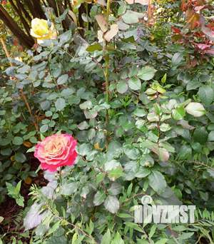 Дом 42м², 1-этажный, участок 1 сот.