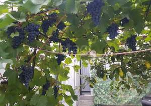 Дом 82м², 1-этажный, участок 2 сот.