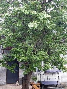 Дом 41м², 2-этажный, участок 3 сот.