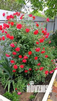 Дом 85м², 2-этажный, участок 4 сот.