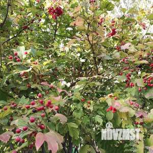 Коттедж 52м², 2-этажный, участок 2 сот.