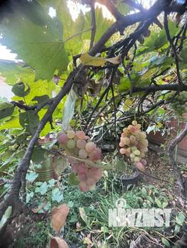 Дом 77м², 1-этажный, участок 4 сот.