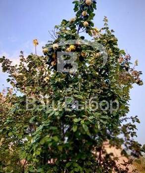 Дом 50м², 2-этажный, участок 4 сот.