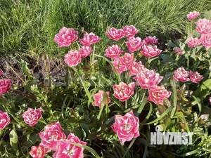 Дом 140м², 2-этажный, участок 5 сот.  