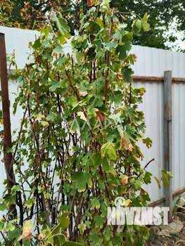 Дом 40м&sup2;, 1-этажный, участок 5 сот.  