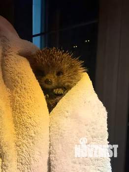 Дом 82м², 1-этажный, участок 6 сот.  