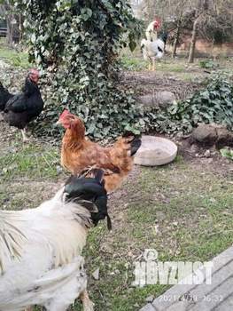 Дом 64м&sup2;, 1-этажный, участок 19 сот.  