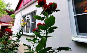 Дом 79м&sup2;, 1-этажный, участок 24 сот.  