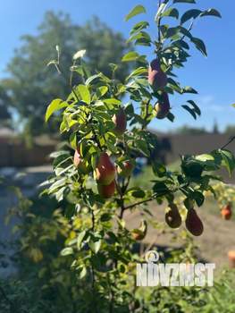 Дом 82м², 1-этажный, участок 6 сот.  