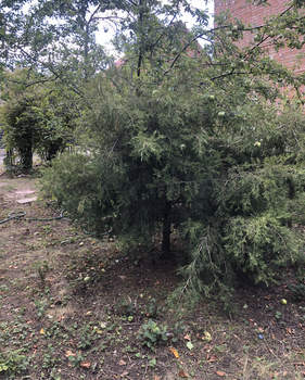 Дача 64м², 2-этажный, участок 5 сот.  