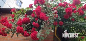 Дом 70м&sup2;, 1-этажный, участок 1 сот.  