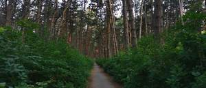 Дом 104м&sup2;, 1-этажный, участок 3 сот.  