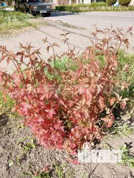 Дом 140м&sup2;, 2-этажный, участок 5 сот.  