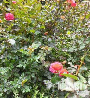 1-к квартира, вторичка, 44м2, 10/18 этаж